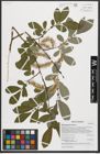 Foto von Salix appendiculata Vill.